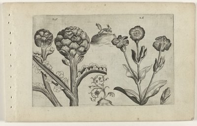 Artisjok en prikneus Conheça os Lírios (título da série) de Crispijn van de Passe (I) (attributed to)