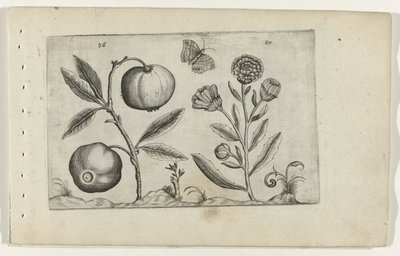Assyrische appel en goudsbloem Conheça os Lírios (título da série) de Crispijn van de Passe (I) (attributed to)