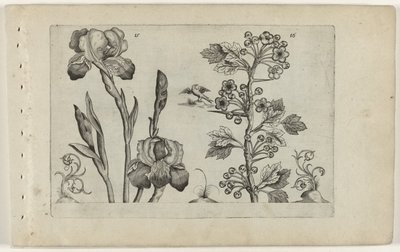 Íris barbada e murta de coral
Cognoscite lilia (título da série) de Crispijn van de Passe (I) (attributed to)