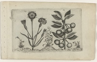 Bolderik en zure kers Conheça os Lírios (título da série) de Crispijn van de Passe (I) (attributed to)