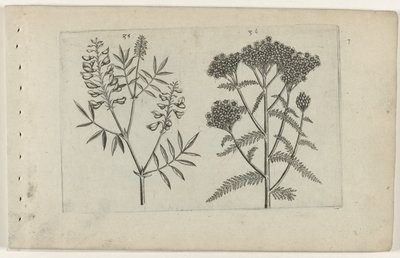 Boswikke em tuizendblad Conheça os Lírios (título da série) de Crispijn van de Passe (I) (attributed to)