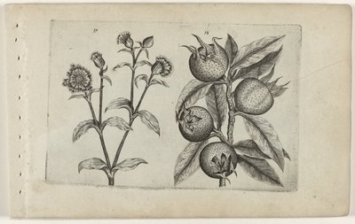 Cuco do dia e medlar
Cognoscite lilia (título da série) de Crispijn van de Passe (I) (attributed to)