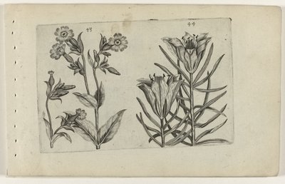 Flor de cuco do dia e lírio de centeio
Cognoscite lilia (título da série) de Crispijn van de Passe (I) (attributed to)