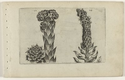 Thunderleaf e mullein
Cognoscite lilia (título da série) de Crispijn van de Passe (I) (attributed to)