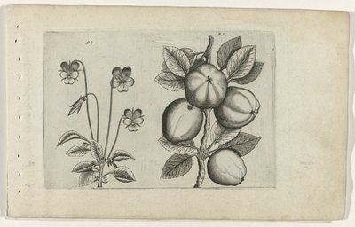 Pansy e maçã
Cognoscite lilia (título da série) de Crispijn van de Passe (I) (attributed to)