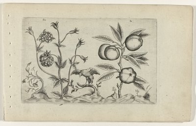 Dupla aquilegia e maçã
Cognoscite lilia (título da série) de Crispijn van de Passe (I) (attributed to)
