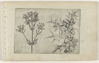 Centaury(?) e Holly Cognoscite lilia (título da série) de Crispijn van de Passe (I) (attributed to)
