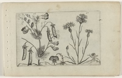 Ervilha e flor de milho
Cognoscite lilia (título da série) de Crispijn van de Passe (I) (attributed to)