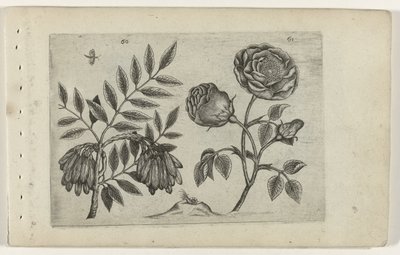 En roos
Cognoscite lilia (título da série) de Crispijn van de Passe (I) (attributed to)