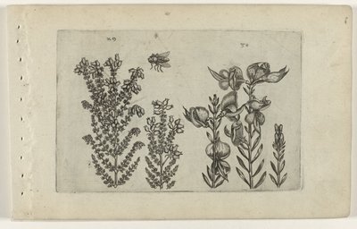 Urze comum e arbusto de vassoura
Cognoscite lilia (título da série) de Crispijn van de Passe (I) (attributed to)
