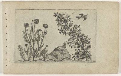 Gewone kamille en zuurbes Conheça os Lírios (título da série) de Crispijn van de Passe (I) (attributed to)