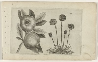 Romã e erva inglesa
Cognoscite lilia (título da série) de Crispijn van de Passe (I) (attributed to)