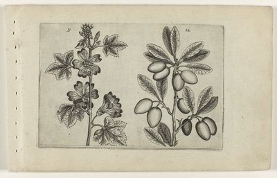 Grandes queijadas e oliveiras
Cognoscite lilia (título da série) de Crispijn van de Passe (I) (attributed to)
