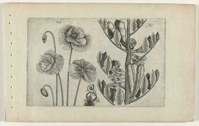Papoila grande e feijão verde
Cognoscite lilia (título da série) de Crispijn van de Passe (I) (attributed to)
