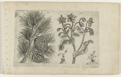 Grove den en bernagie
Cognoscite lilia (título da série) de Crispijn van de Passe (I) (attributed to)