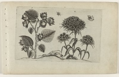 Aveleira e centauro
Cognoscite lilia (título da série) de Crispijn van de Passe (I) (attributed to)