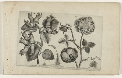 Aveleira e rosa
Cognoscite lilia (título da série) de Crispijn van de Passe (I) (attributed to)
