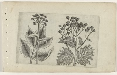 Raiz de veado e absinto
Cognoscite lilia (título da série) de Crispijn van de Passe (I) (attributed to)