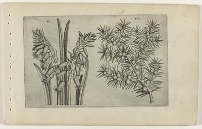 Hyacint en jenerbes Conheça os Lírios (título da série) de Crispijn van de Passe (I) (attributed to)