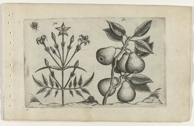 Jasmim e pêra Cognoscite lilia (título da série) de Crispijn van de Passe (I) (attributed to)