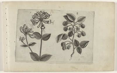 Kamperfoelie em framboos Conheça os Lírios (título da série) de Crispijn van de Passe (I) (attributed to)