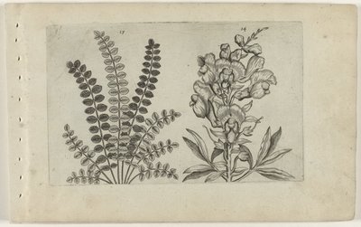 Pequeno queimador e snapdragon
Cognoscite lilia (título da série) de Crispijn van de Passe (I) (attributed to)