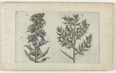 Kromhals em muisdoorn Conheça os Lírios (título da série) de Crispijn van de Passe (I) (attributed to)