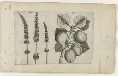 Lavendel em abrikoos
Cognoscite lilia (título da série) de Crispijn van de Passe (I) (attributed to)