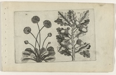 Margarida e carvalho pedunculado
Cognoscite lilia (título da série) de Crispijn van de Passe (I) (attributed to)