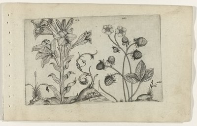 Madonnalelie em aardbei Conheça os Lírios (título da série) de Crispijn van de Passe (I) (attributed to)
