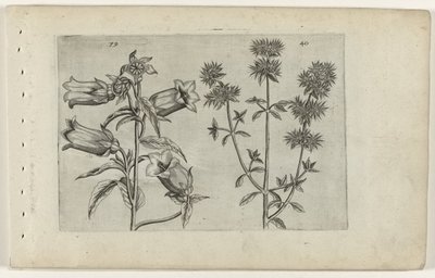 Relógio Mariette e manjerona Cognoscite lilia (título da série) de Crispijn van de Passe (I) (attributed to)
