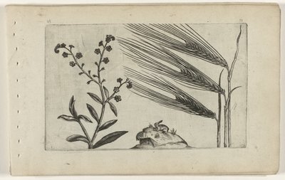 Pântano miosótis e cevada Cognoscite lilia (título da série) de Crispijn van de Passe (I) (attributed to)