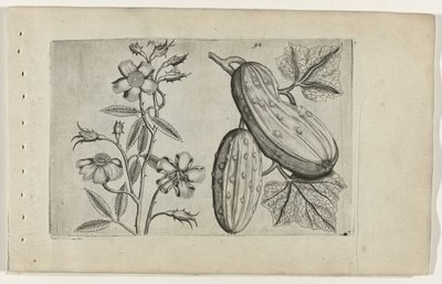 Rosa almiscareira e pepino
Cognoscite lilia (título da série) de Crispijn van de Passe (I) (attributed to)