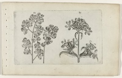 Samambaia de parede e saponária Cognoscite lilia (título da série) de Crispijn van de Passe (I) (attributed to)