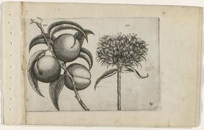 Pêssego e amor ardente
Cognoscite lilia (título da série) de Crispijn van de Passe (I) (attributed to)