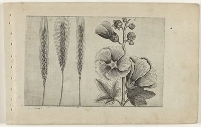 Rogge em Stokroos Conheça os Lírios (título da série) de Crispijn van de Passe (I) (attributed to)