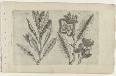 Sábia e castanha doce
Cognoscite lilia (título da série) de Crispijn van de Passe (I) (attributed to)