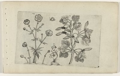 Buttercup afiado e bordo de campo Cognoscite lilia (título da série) de Crispijn van de Passe (I) (attributed to)