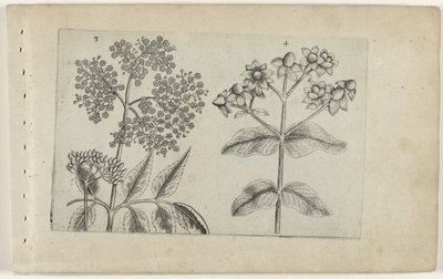 Sering en mansbloed Conheça os Lírios (título da série) de Crispijn van de Passe (I) (attributed to)