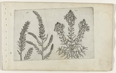 Tamarisk em vlasbekje Conheça os Lírios (título da série) de Crispijn van de Passe (I) (attributed to)
