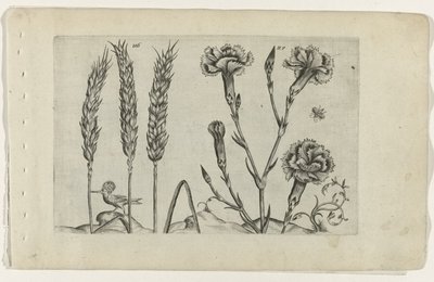 Tarwe en tuinanjer Conheça os Lírios (título da série) de Crispijn van de Passe (I) (attributed to)