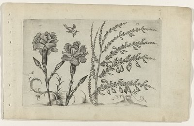 Tuinanjer en brem Conheça os Lírios (título da série) de Crispijn van de Passe (I) (attributed to)