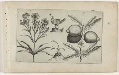 Tuinanjer en citroen
Cognoscite lilia (título da série) de Crispijn van de Passe (I) (attributed to)