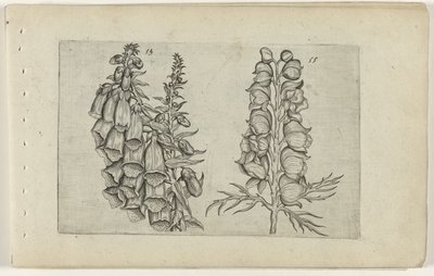 Dedaleira e Monge Azul Cognoscite lilia (título da série) de Crispijn van de Passe (I) (attributed to)