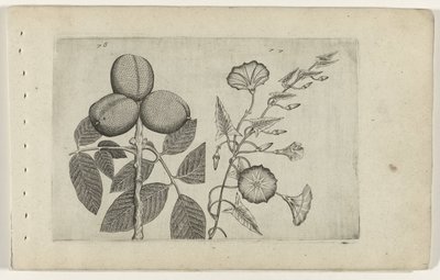Walnootboom em akkerwinde Conheça os Lírios (título da série) de Crispijn van de Passe (I) (attributed to)