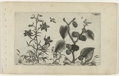 Delphinium selvagem e amora preta Cognoscite lilia (título da série) de Crispijn van de Passe (I) (attributed to)
