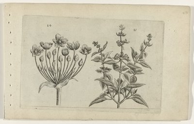 Flor de cisne e sálvia florida pequena Cognoscite lilia (título da série) de Crispijn van de Passe (I) (attributed to)