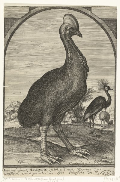 Casuar, trazido por Willem Jacobsz. das Índias Orientais e dado ao príncipe Maurits, 1614 de Crispijn van den Queborn (attributed to)