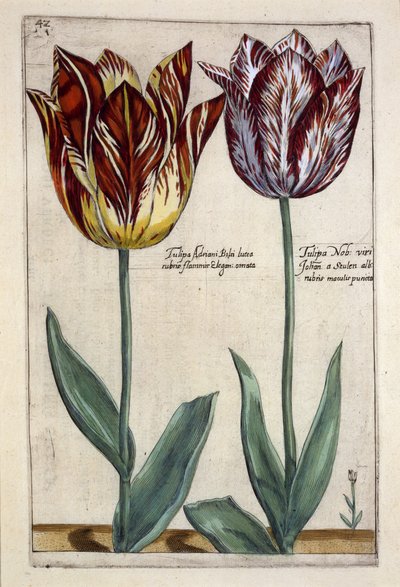 Tulipa Adriani Bilsi e Tulipa Nob viri Johan um Seulen, de &39;Hortus Floridus&39;, publicado em c.1614 (gravura colorida à mão) de Crispin  Passe