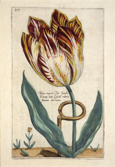 O Prefeito de Tulipa Do Jacobi Bommy, Placa 47, de &39;Hortus Floridus&39; publicou 1614 (gravura colorida à mão) de Crispin  Passe